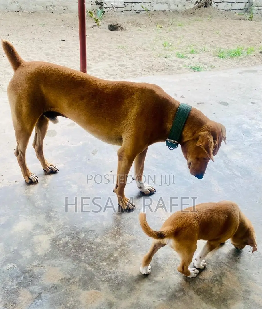 1-3 months Female Mixed Breed Dog