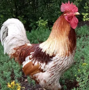 Kuku Aina Zote