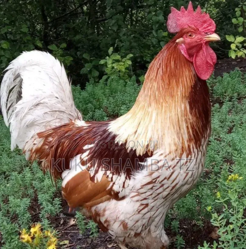 Kuku Aina Zote