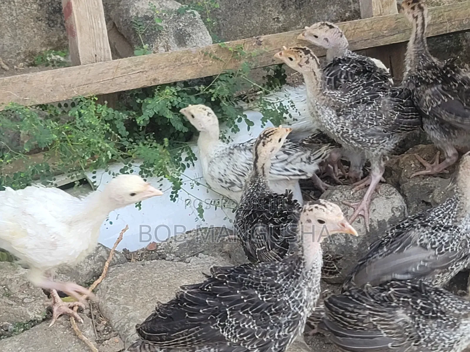 Baby Turkeys/ Vifaranga Wa Bata Mzinga