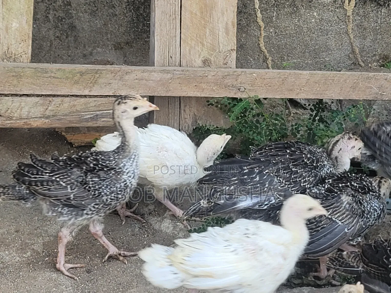 Baby Turkeys/ Vifaranga Wa Bata Mzinga