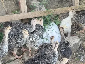 Baby Turkeys/ Vifaranga Wa Bata Mzinga