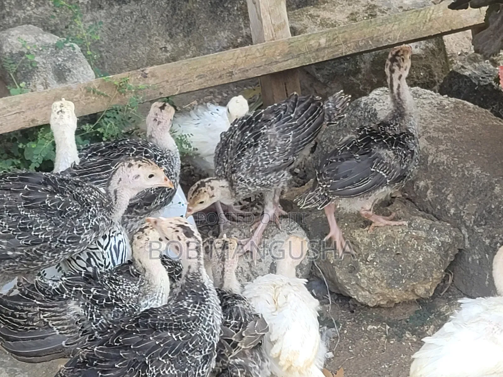 Baby Turkeys/ Vifaranga Wa Bata Mzinga