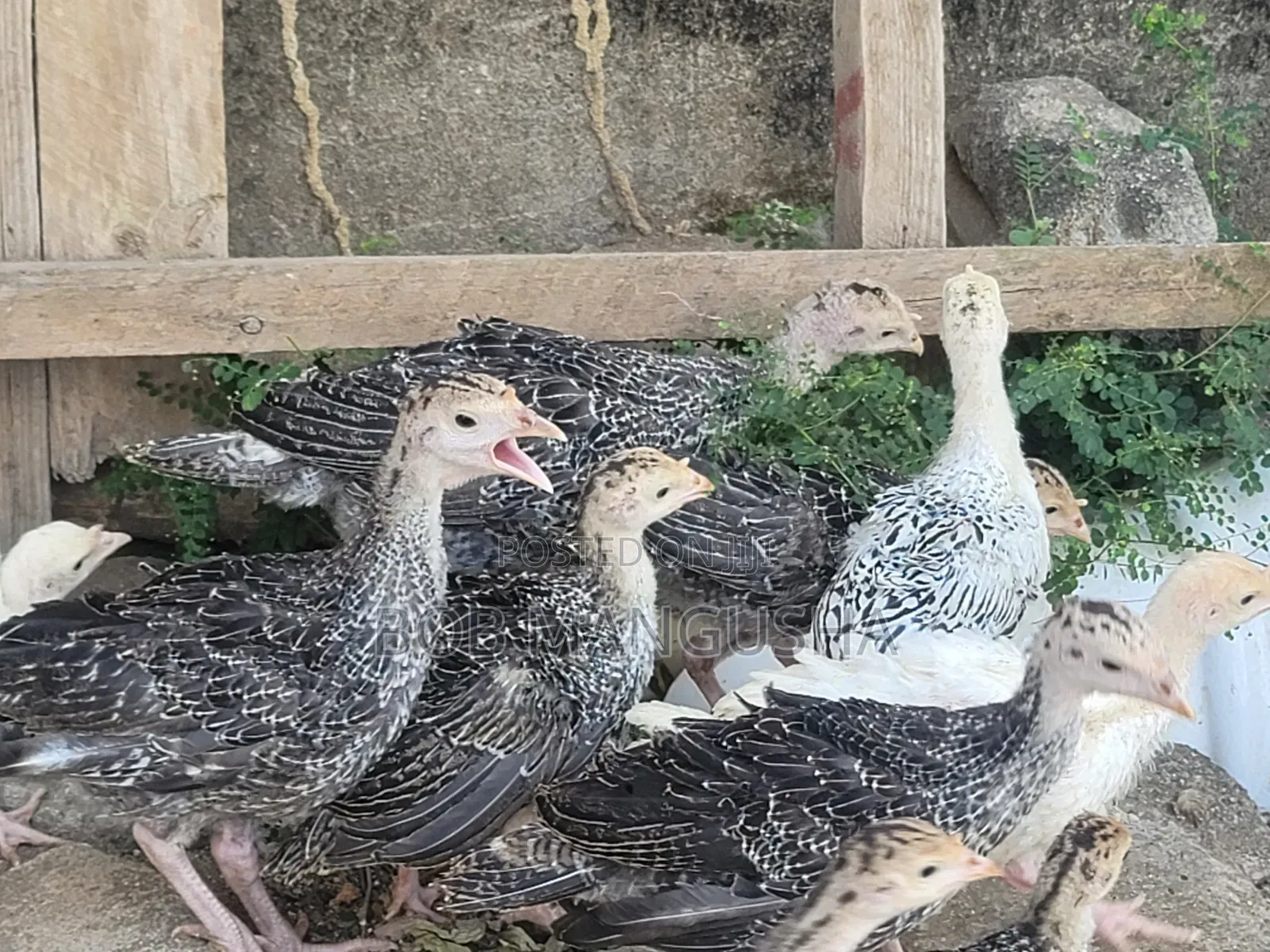 Baby Turkeys/ Vifaranga Wa Bata Mzinga