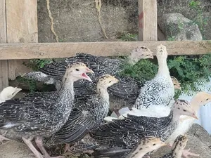 Baby Turkeys/ Vifaranga Wa Bata Mzinga