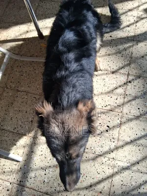1+ year Male Mixed Breed German Shepherd