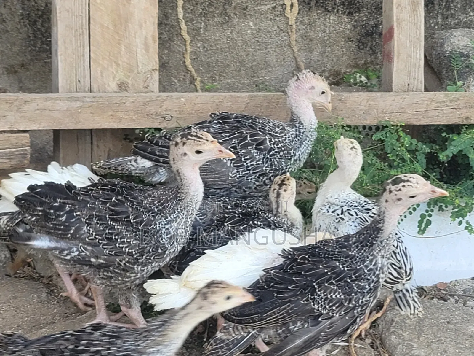 Baby Turkeys/ Vifaranga Wa Bata Mzinga