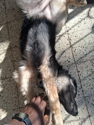 1+ year Male Mixed Breed German Shepherd