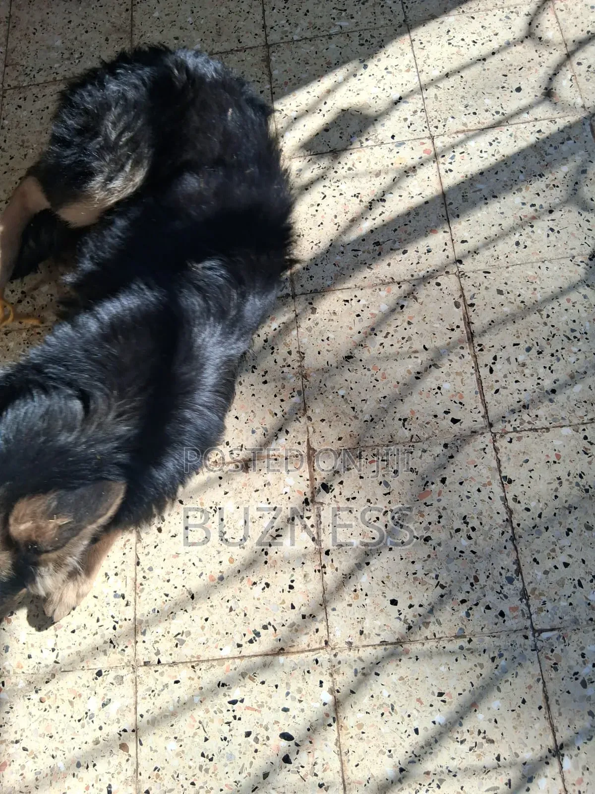1+ year Male Mixed Breed German Shepherd