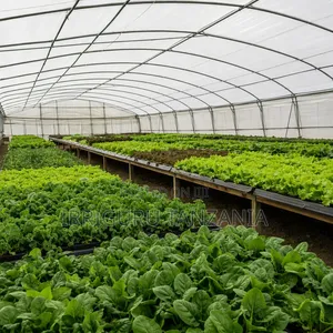 12.5*50m Polythene Cover