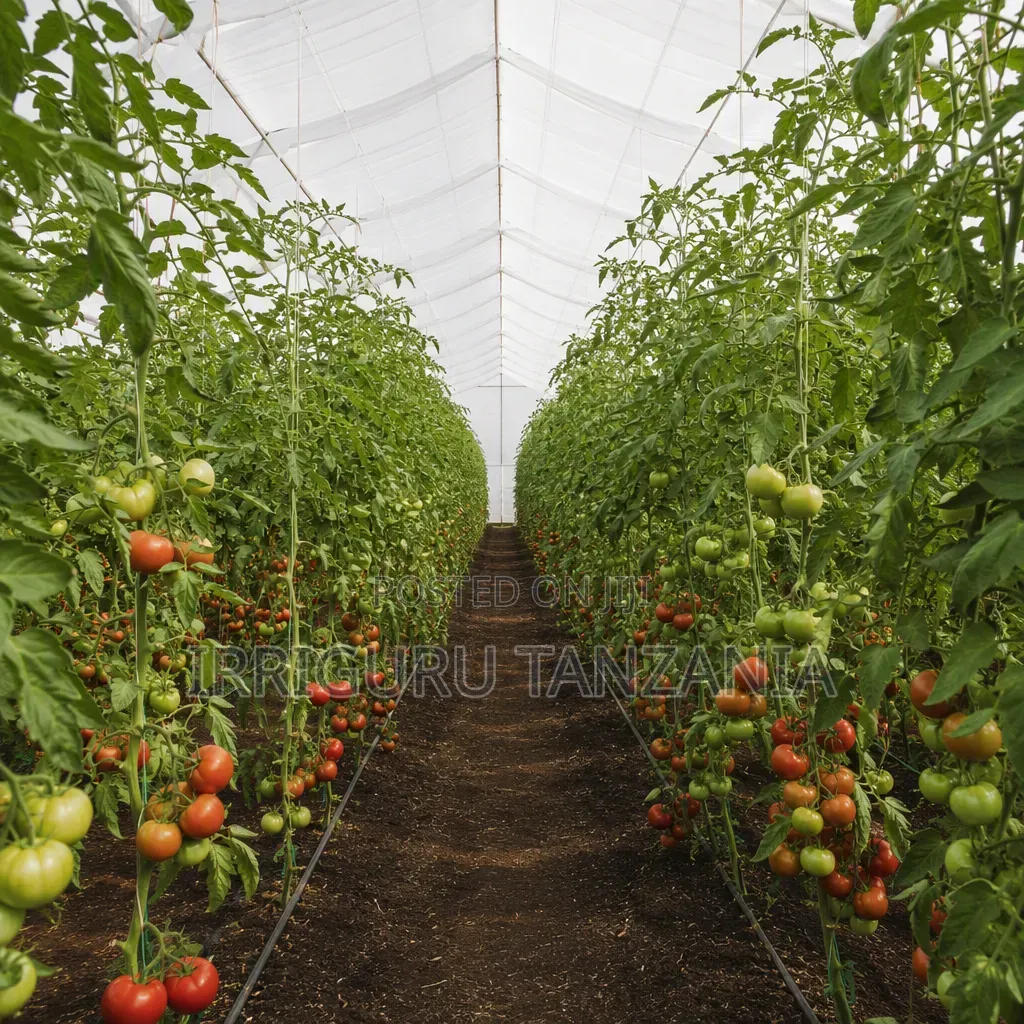 10*50m Greenhouse