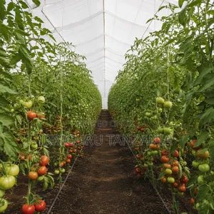 10*50m Greenhouse