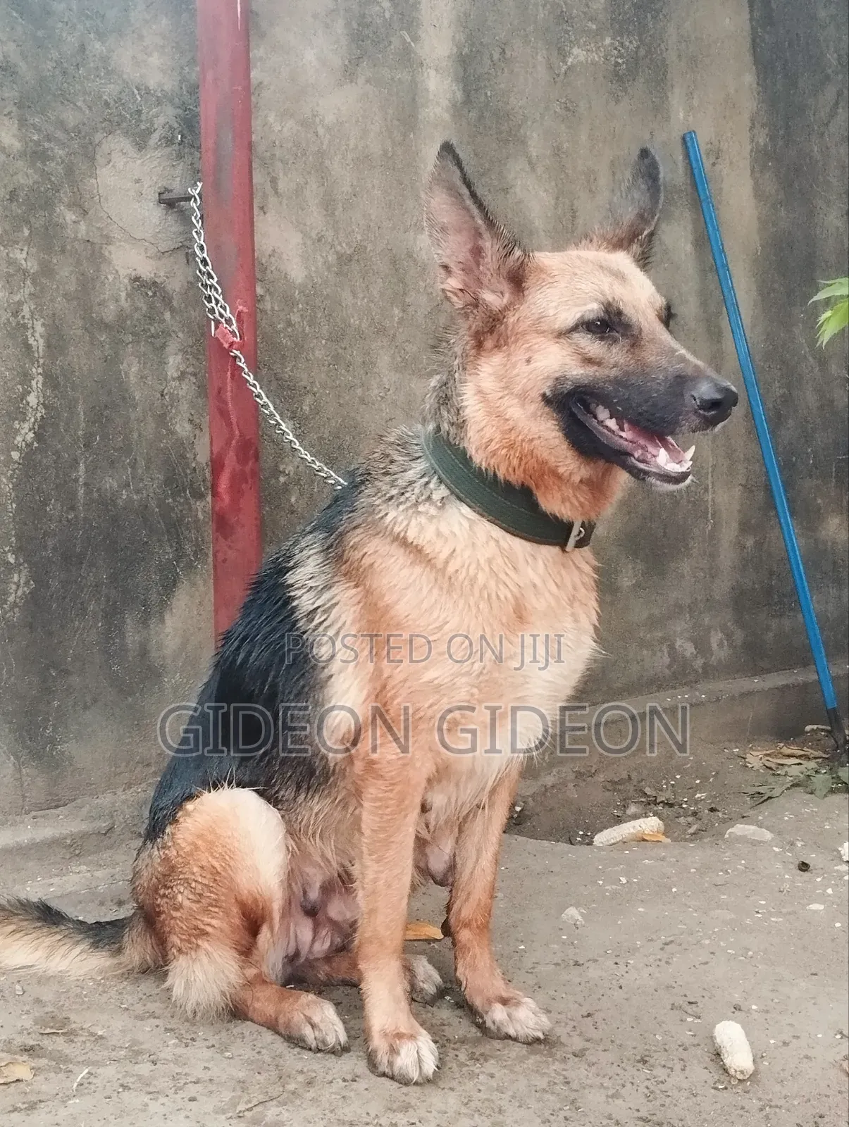 6-12 months Male Purebred German Shepherd