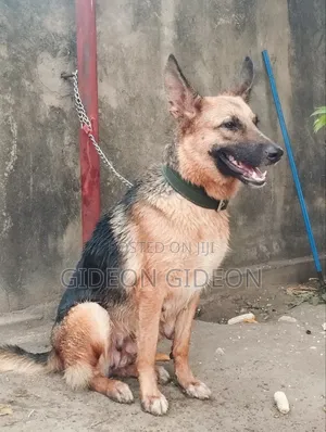 6-12 months Male Purebred German Shepherd
