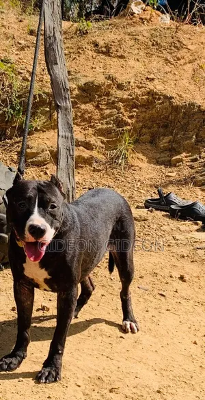 1+ year Female Purebred American Pit Bull Terrier