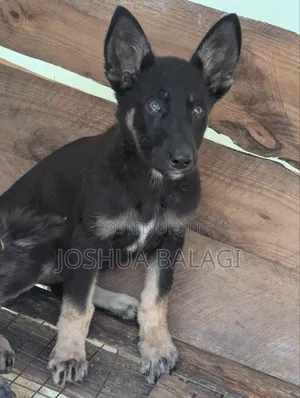 1-3 months Female Purebred German Shepherd