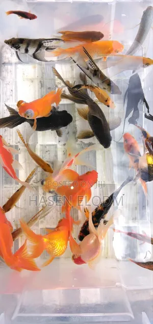 Gold Koi Aquarium Fish