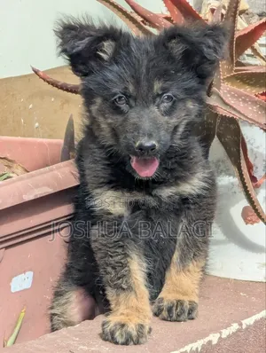 1-3 months Female Purebred German Shepherd