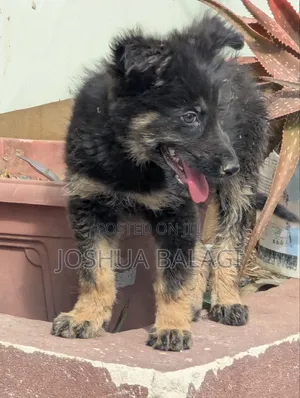 1-3 months Female Purebred German Shepherd