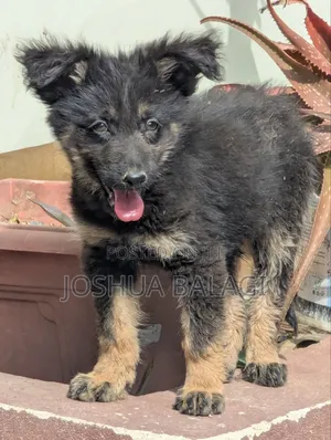 1-3 months Female Purebred German Shepherd