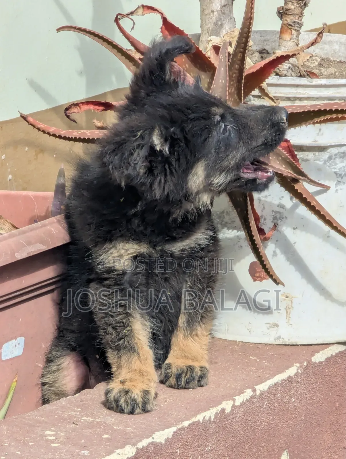 1-3 months Female Purebred German Shepherd