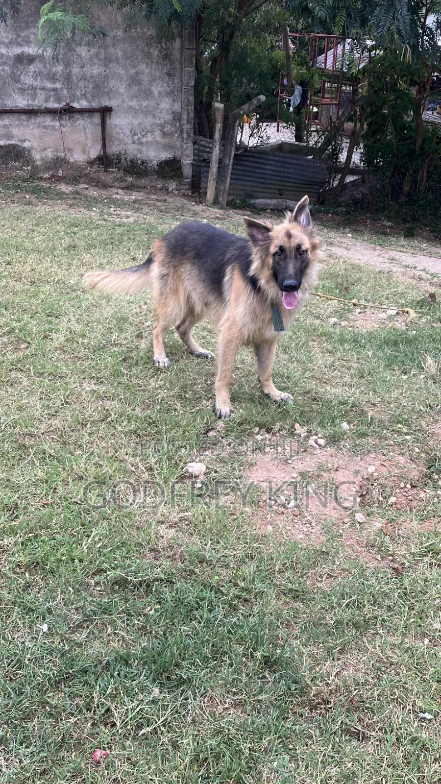6-12 months Male Purebred German Shepherd
