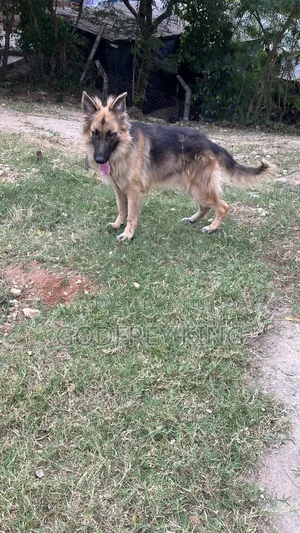 6-12 months Male Purebred German Shepherd