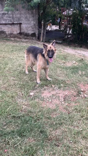 6-12 months Male Purebred German Shepherd