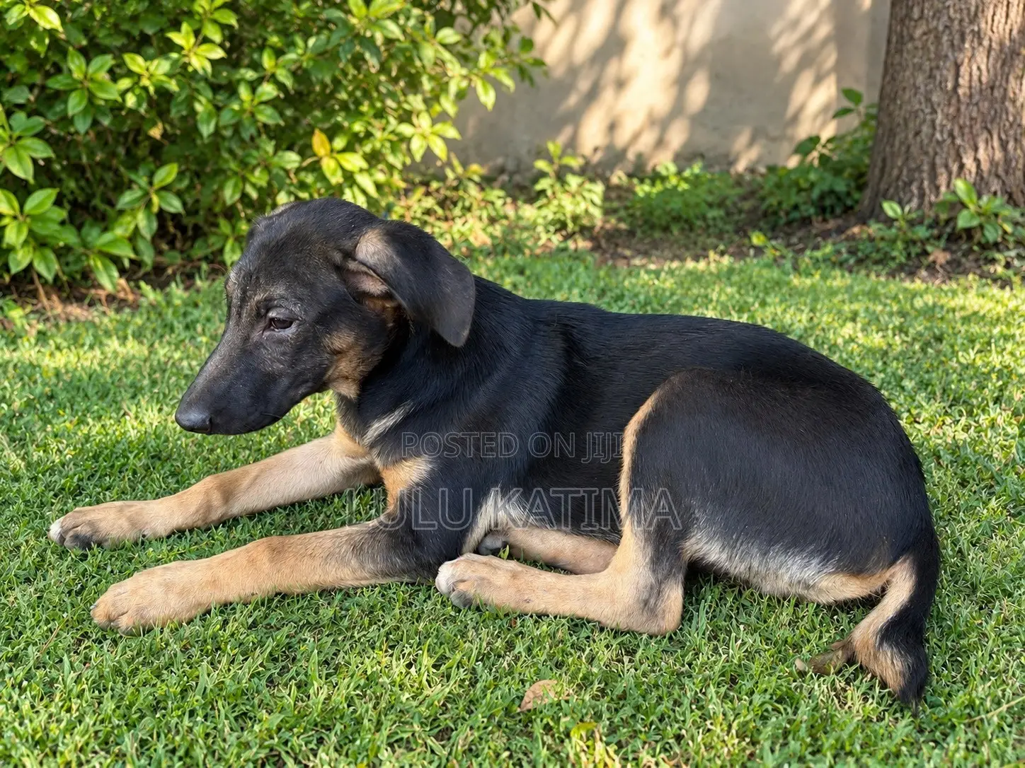 1-3 months Male Mixed Breed Dog