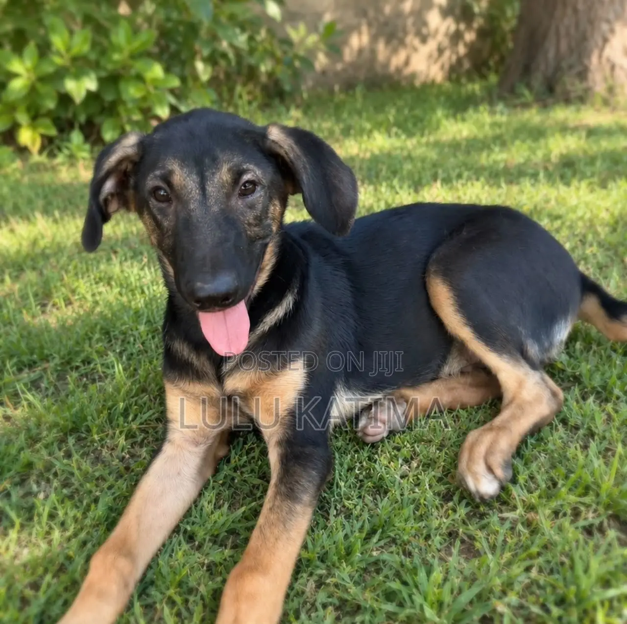 1-3 months Male Mixed Breed Dog