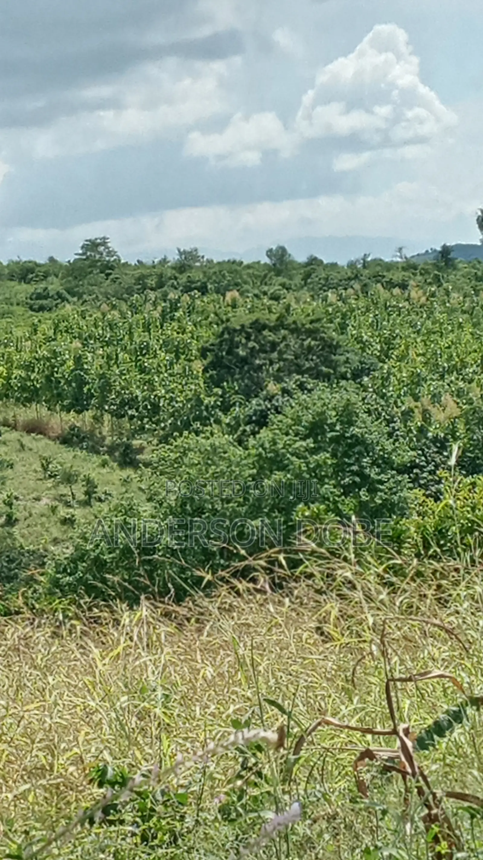Shamba Linauzwa La Mitiki IPO 3300 Miaka 5 Toka kupandwa.Tsh 300m
