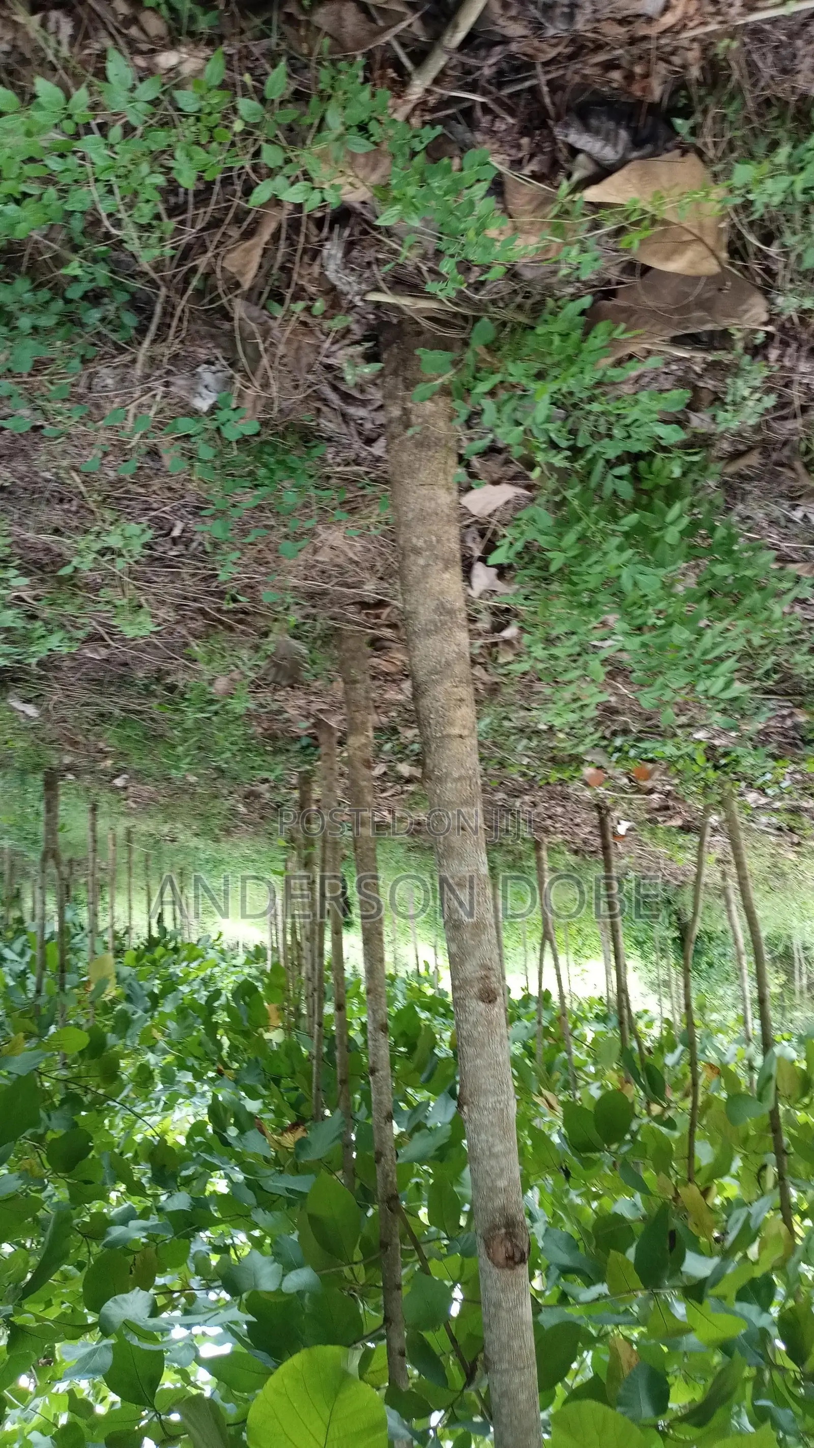 Shamba Linauzwa La Mitiki IPO 3300 Miaka 5 Toka kupandwa.Tsh 300m