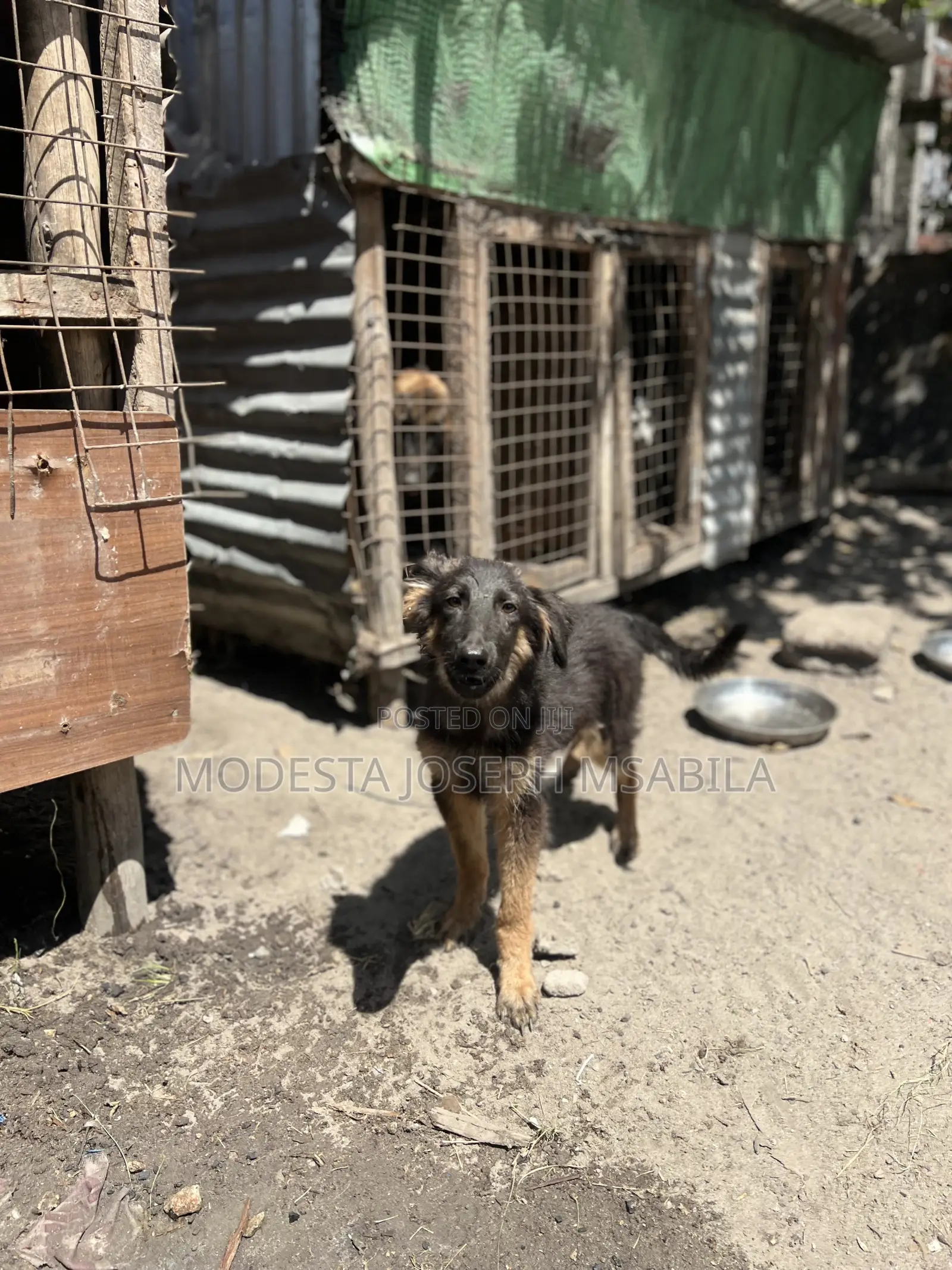 3-6 months Male Purebred German Shepherd