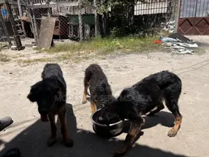 3-6 months Male Purebred German Shepherd