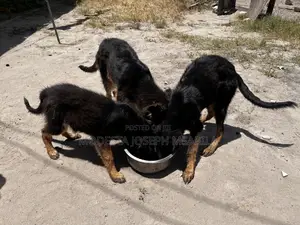 3-6 months Male Purebred German Shepherd