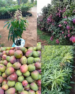 Mango Fruit Seedlings