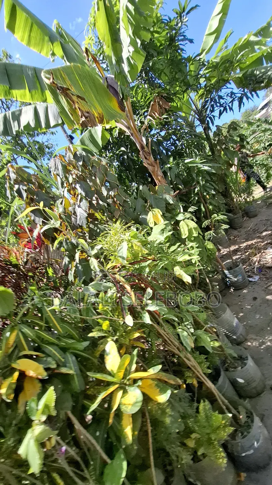 Plot 4 Gold Mining Hector 9 at Dodoma Bahi