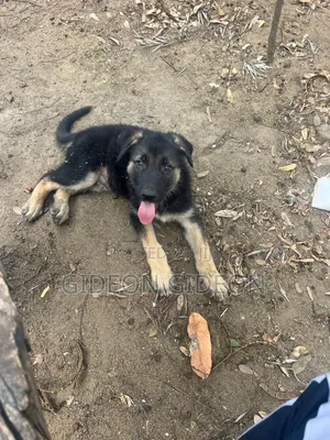 1-3 months Male Purebred German Shepherd