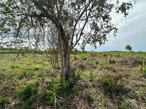 Beach Plot for Sale at Uroa Zanzibar