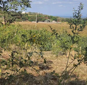 Kiseriani Kumenoga Tena