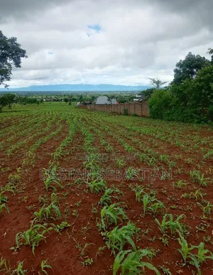 Kiseriani Kumenoga Tena