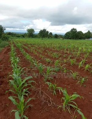 Kiseriani East Africa Road