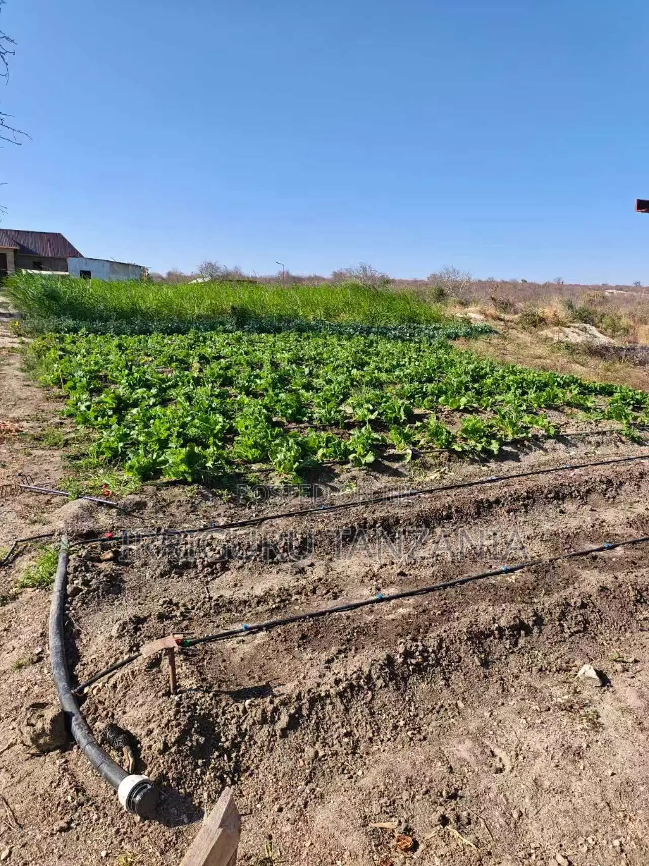 Drip Garden