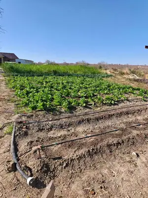 Drip Garden