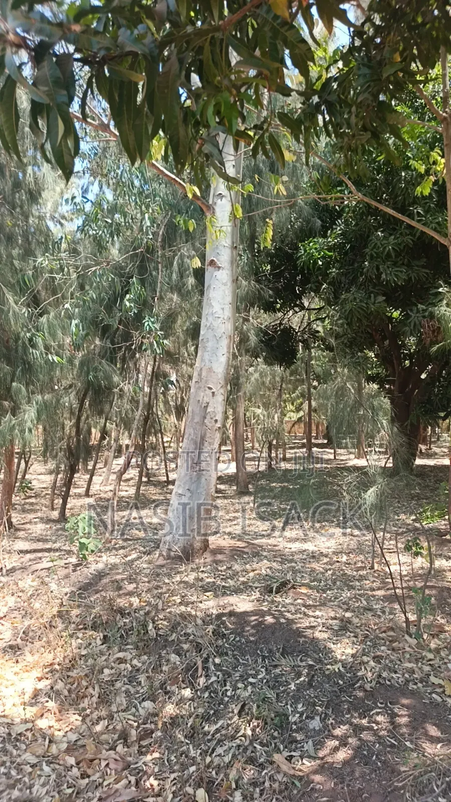 Shamba La Miti