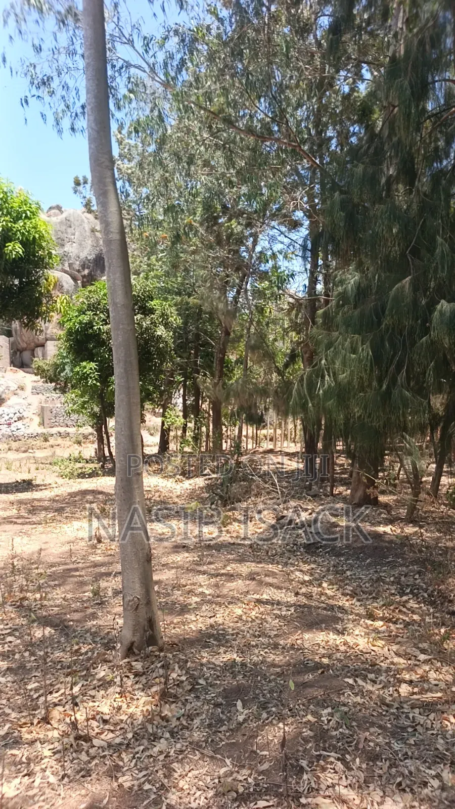 Shamba La Miti