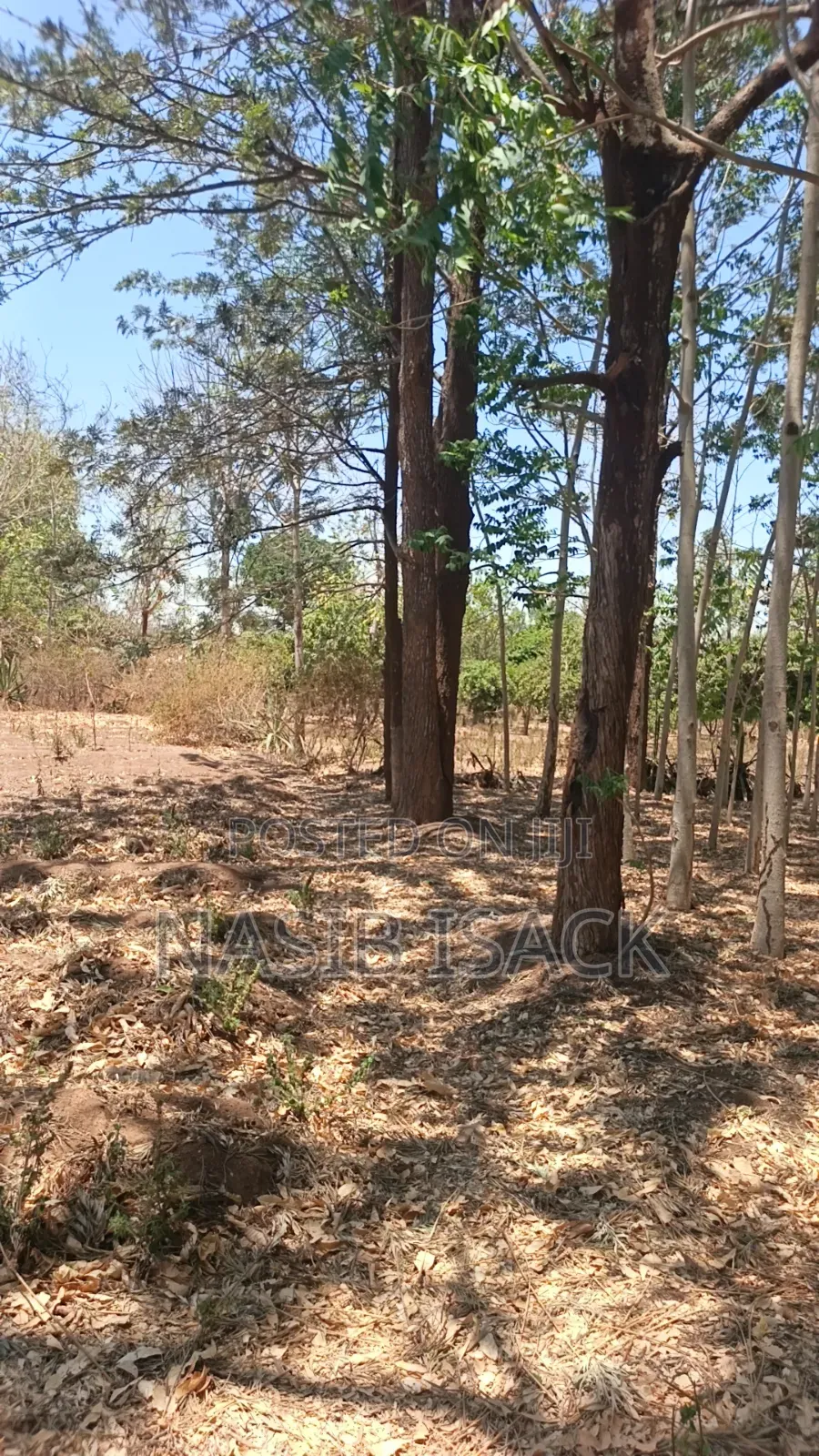 Shamba La Miti