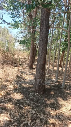 Shamba La Miti