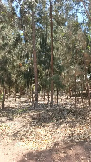 Shamba La Miti