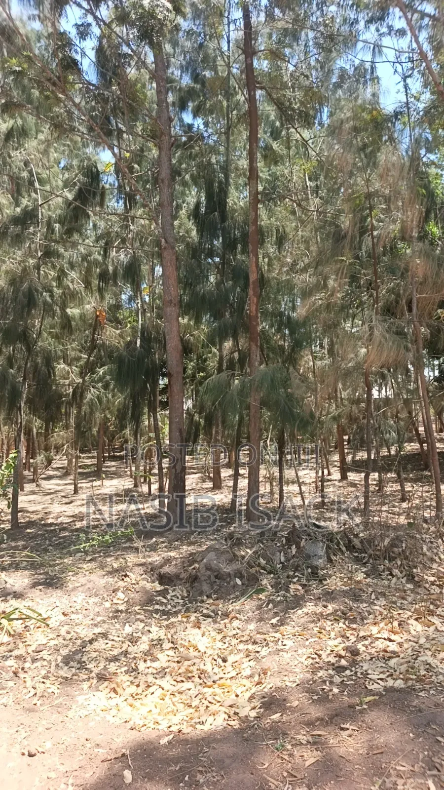 Shamba La Miti